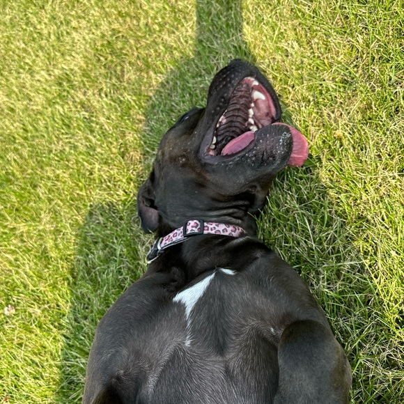 Meet your Posher, Tanner - Picture 1 of 1